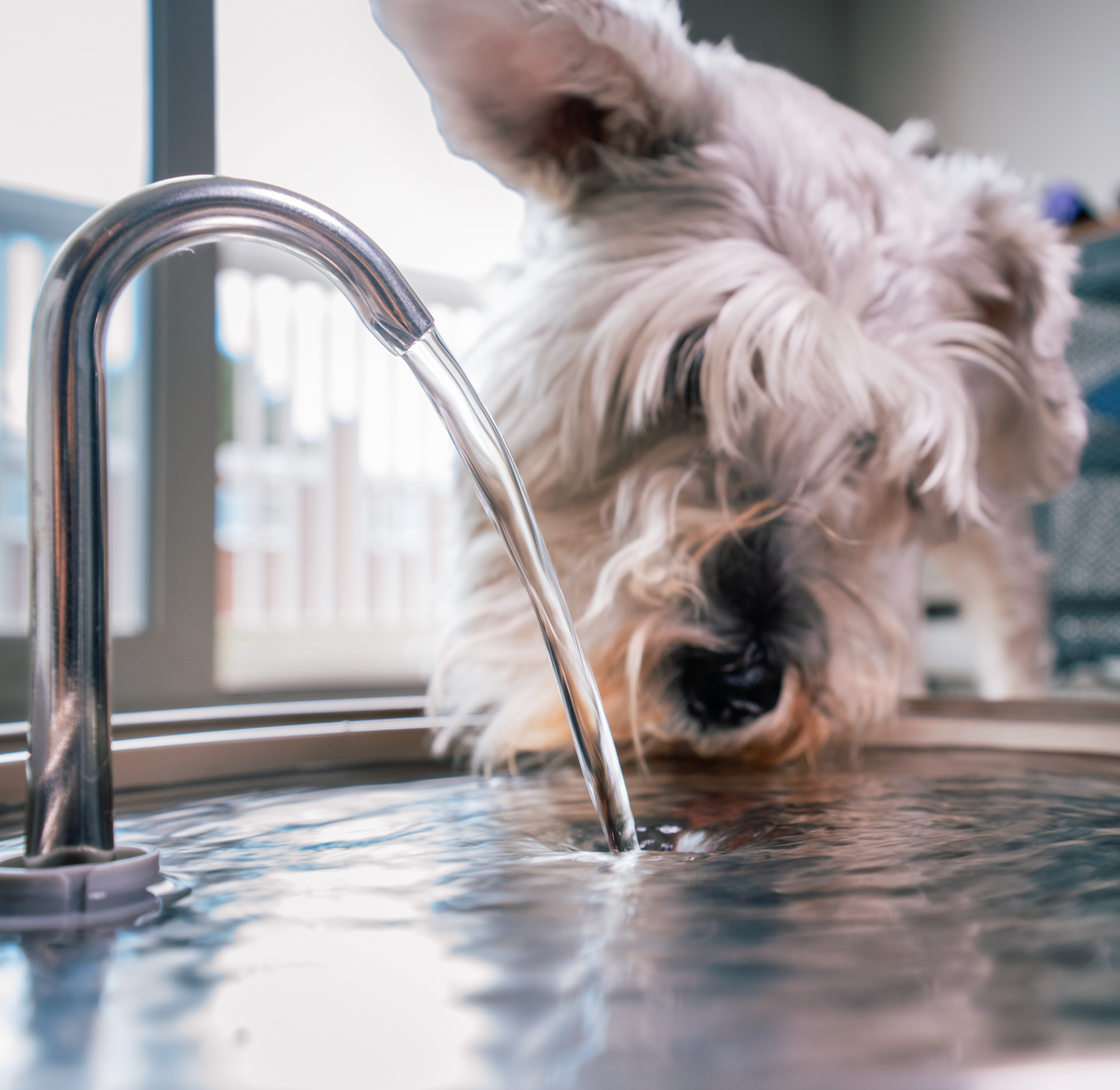 The Doggy Fountain